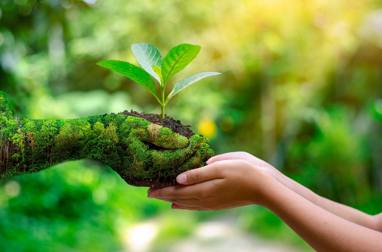 Icono de una planta
